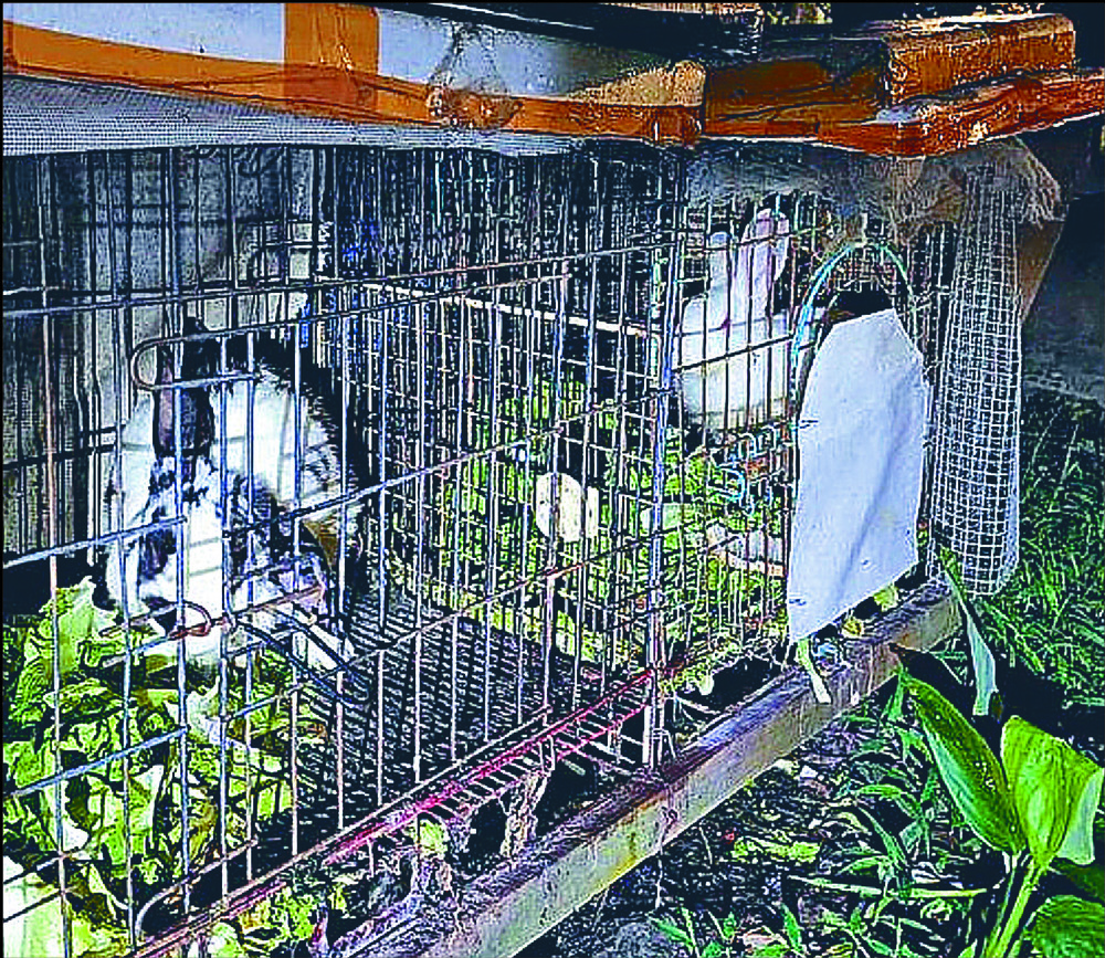 Rabbit sale bid lands man in deep water