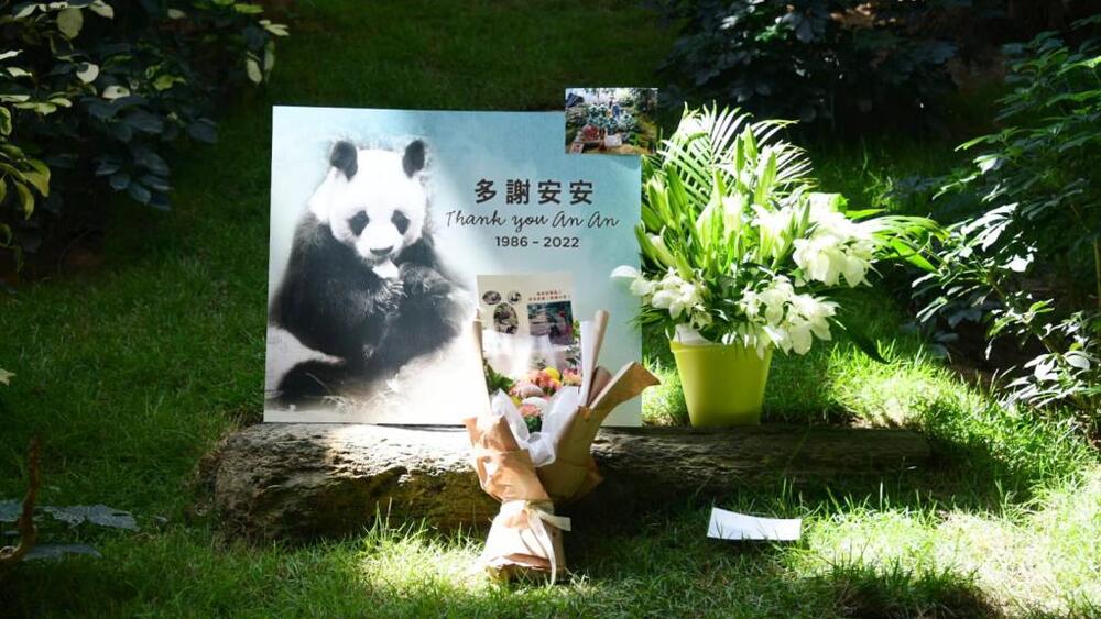 Remains of panda An An may be used for scientific research, says Ocean Park chief