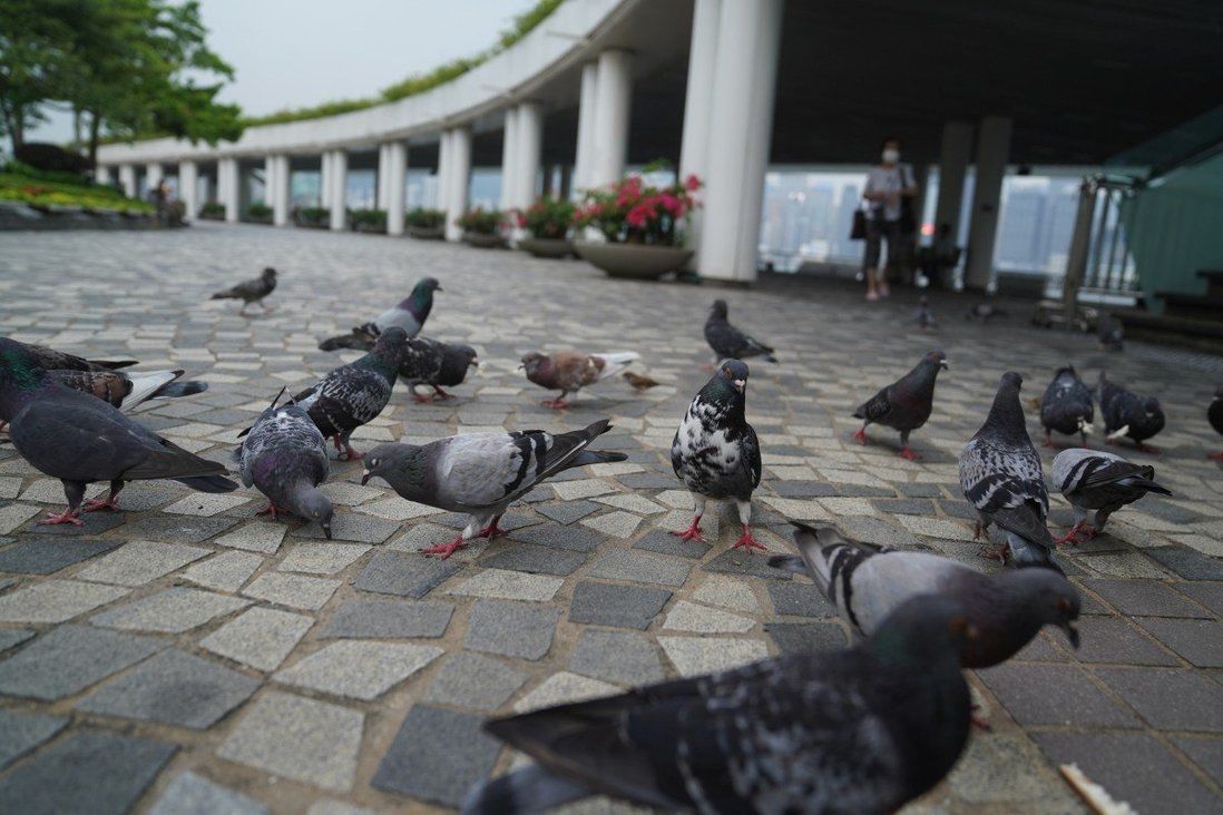 Hong Kong considers tougher penalties for anyone caught feeding wild pigeons