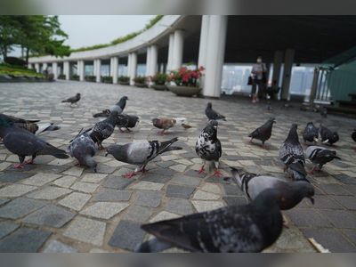 Hong Kong considers tougher penalties for anyone caught feeding wild pigeons