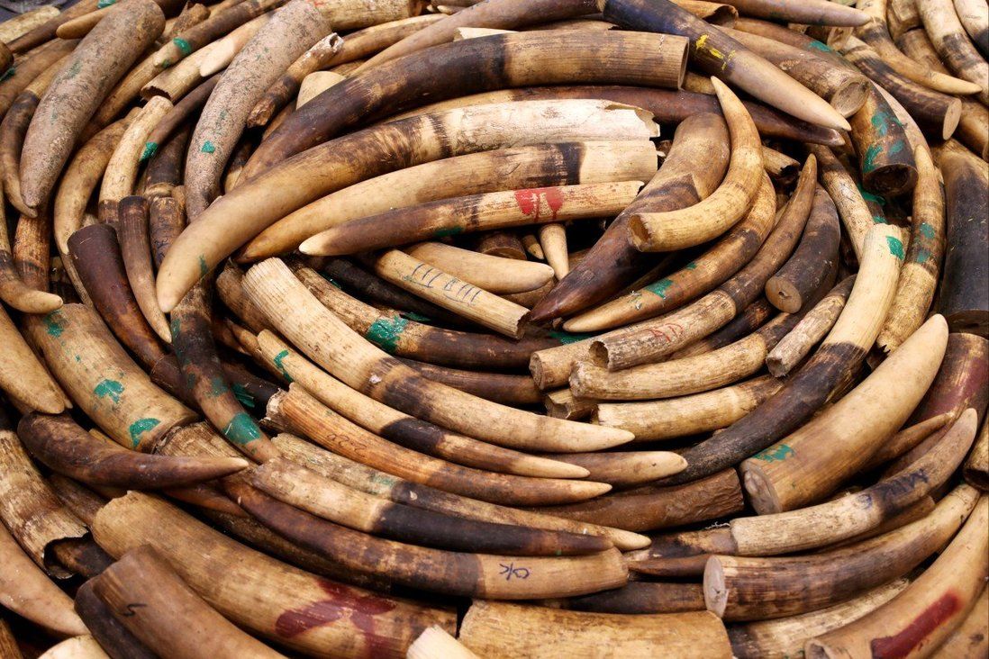 Hong Kong officials impound 284 pieces of ivory in raid on shop