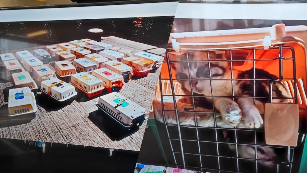 Marine police seized 126 smuggled pets worth HK$3.8m