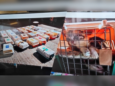 Marine police seized 126 smuggled pets worth HK$3.8m