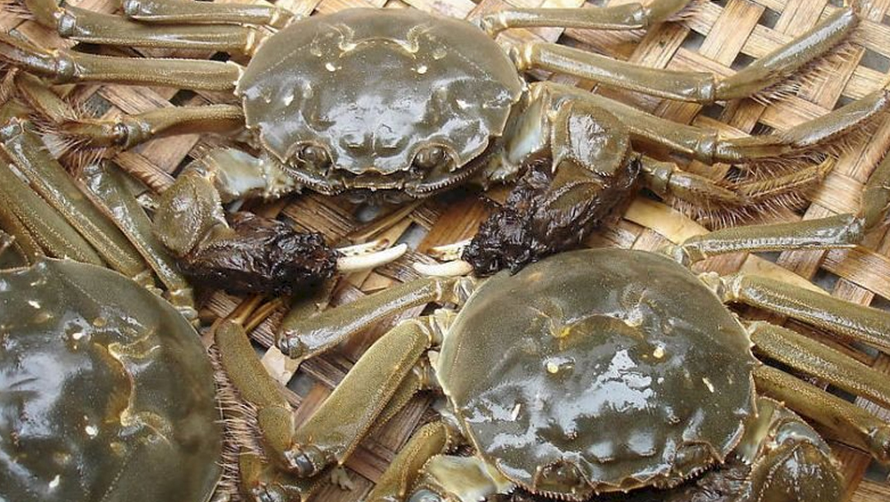 Growth and sales of hairy crabs damaged by hot weather