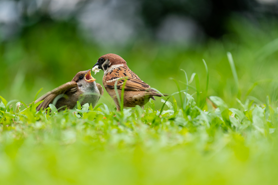 Sparrow population recorded a 36% rebound