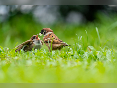 Sparrow population recorded a 36% rebound