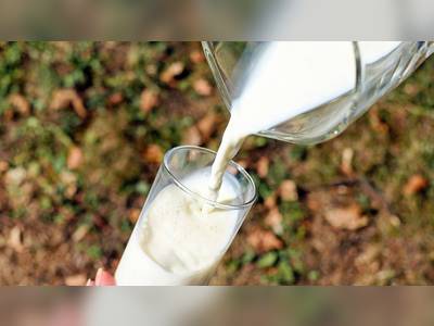 Drinking more milk could help ageing brains stay healthy, study says