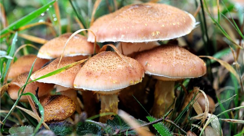 Woman suffers from food poisoning after eating wild mushrooms