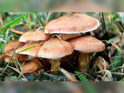 Woman suffers from food poisoning after eating wild mushrooms
