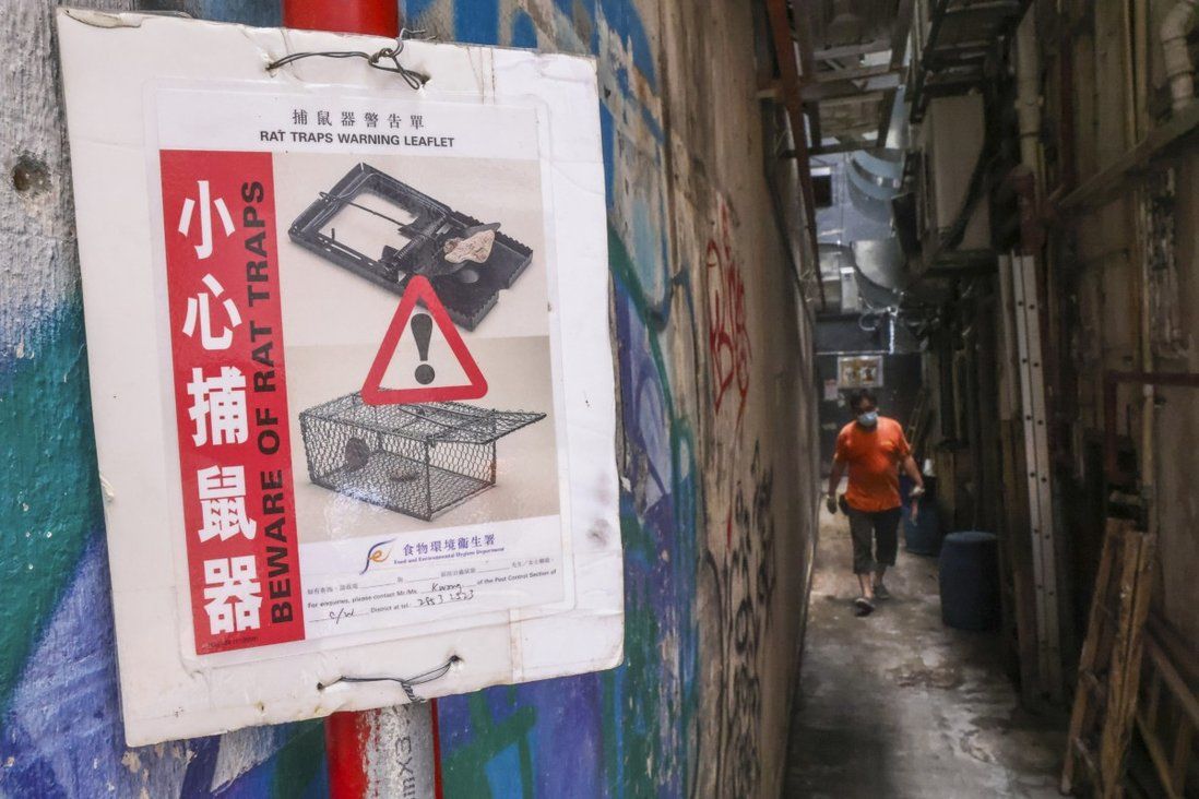 What is Hong Kong’s rodent infestation rate and why is it under fire?