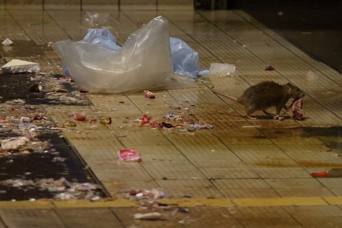 Rats and sweet potatoes: why Hong Kong’s rodent count doesn’t add up