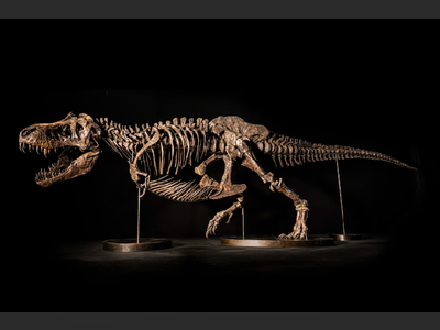 T-Rex skeleton expected to fetch up to US$25m at auction in HK