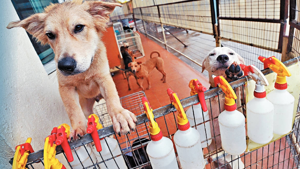 A ruff deal: Hong Kong exodus sparks surge in abandoned pets