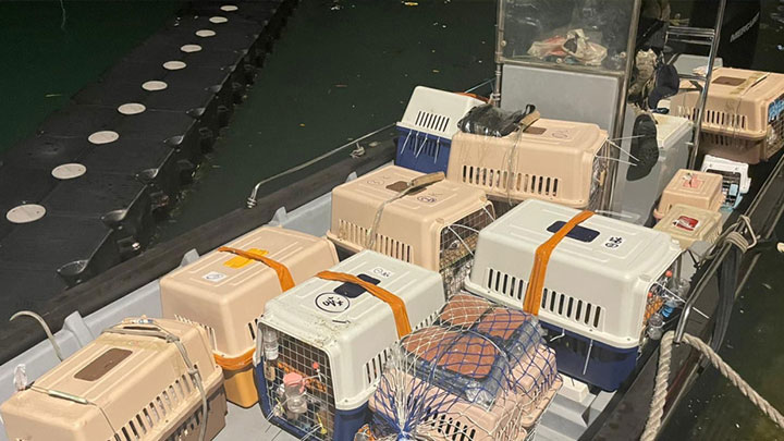 Marine police seized 75 smuggled pets worth HK$1.2m