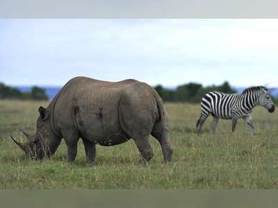 Human Activity Has Wiped Out Nearly 70% Of World's Wildlife In Just 50 Years