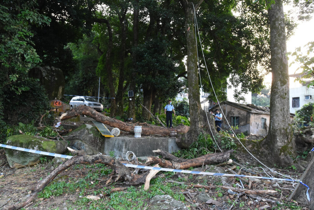 Lands Department chief apologizes for delayed action after falling tree branch kills villager
