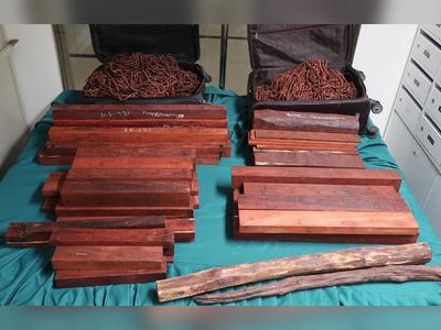 Customs seize HK$750,000 worth of protected red sandalwood