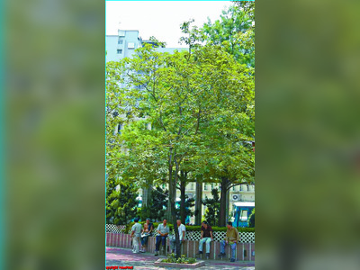 Removal complete after losing battle to save Mong Kok trees
