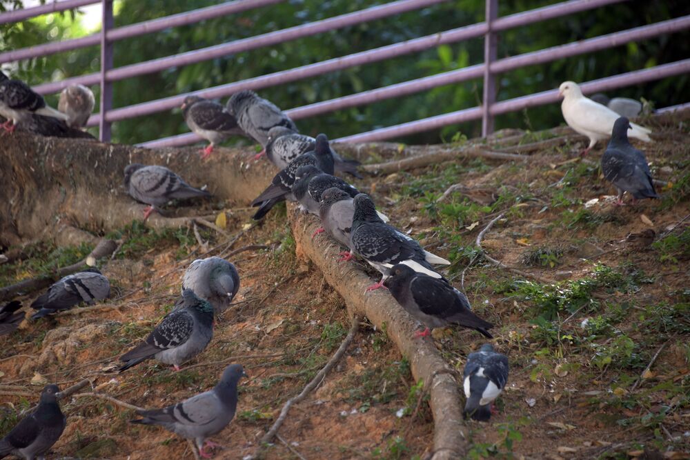 Hong Kong mulls law change to target feeding of wild pigeons
