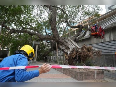 Old Chinese banyan collapses in Hong Kong, no pedestrians harmed