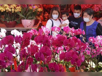 Hong Kong florists optimistic about business ahead of Lunar New Year fair