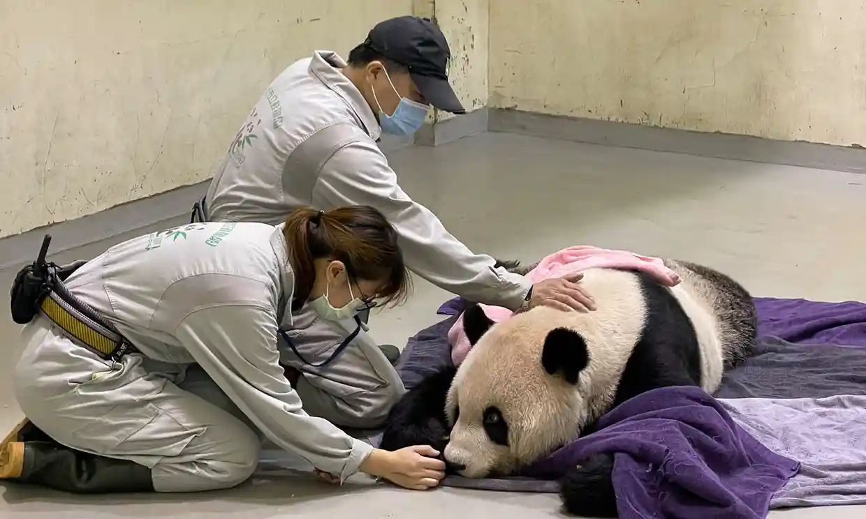 Beloved giant panda given to Taiwan by China dies aged 18 after seizures