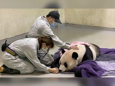Beloved giant panda given to Taiwan by China dies aged 18 after seizures