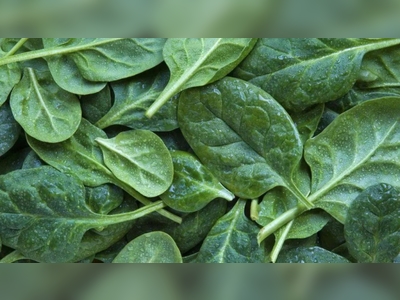 Toxic spinach causes hallucinations and delirium in Australia