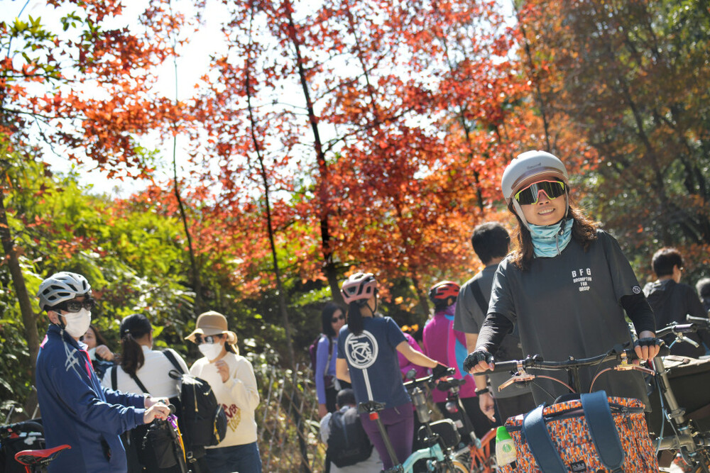 Leaves redden Christmas attracting crowds in Tai Tong