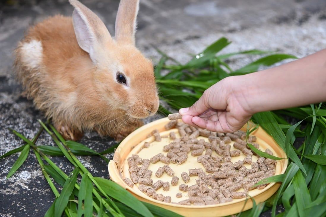 Hong Kong rabbits at risk from feed that fails to meet standards, council finds