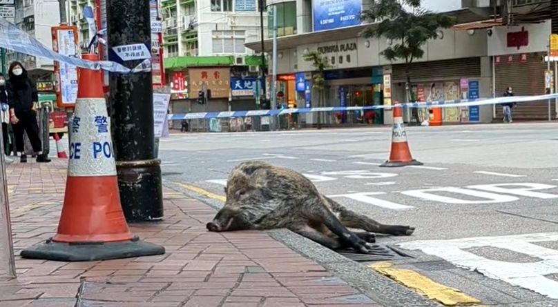 Boar plunges to death from third floor car park in North Point