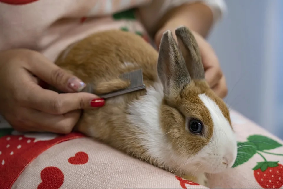Hong Kong pet rabbits enjoy bunny resort while owners away