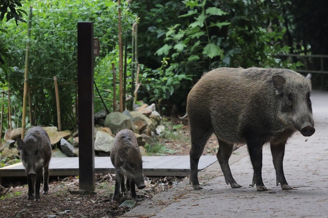 More Hong Kong residents injured by wild boars last year despite culling programme