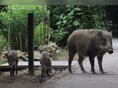 More Hong Kong residents injured by wild boars last year despite culling programme