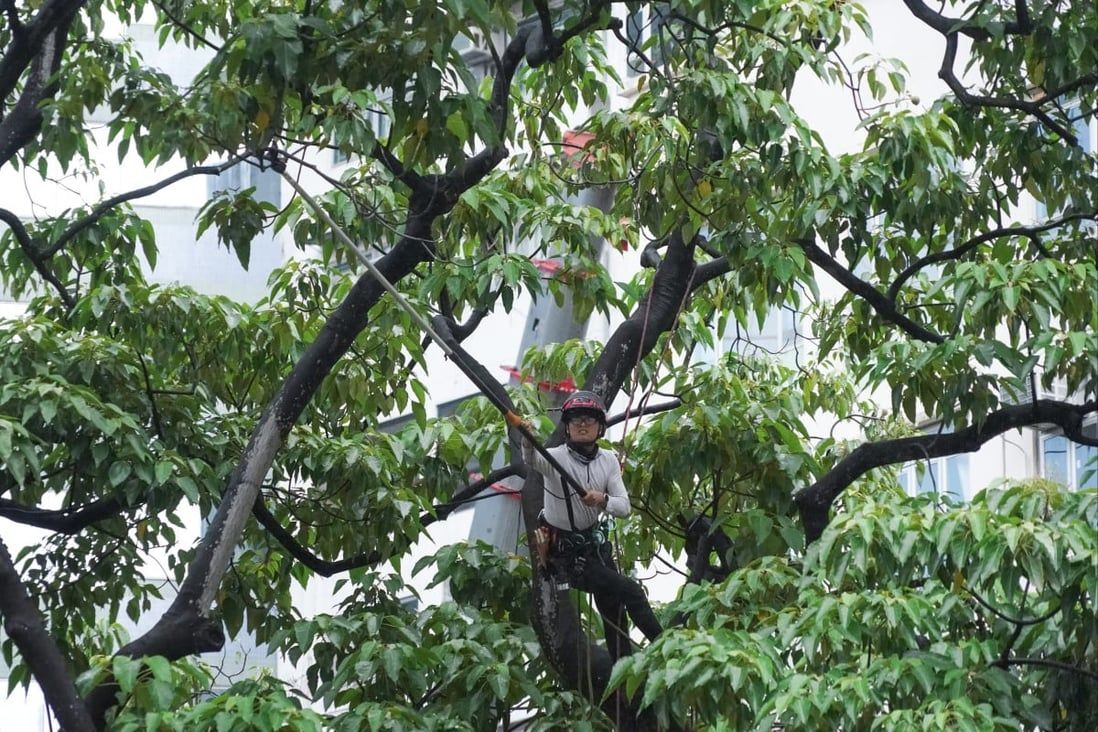 Five times more trees up for inspection in Hong Kong if task force measures adopted