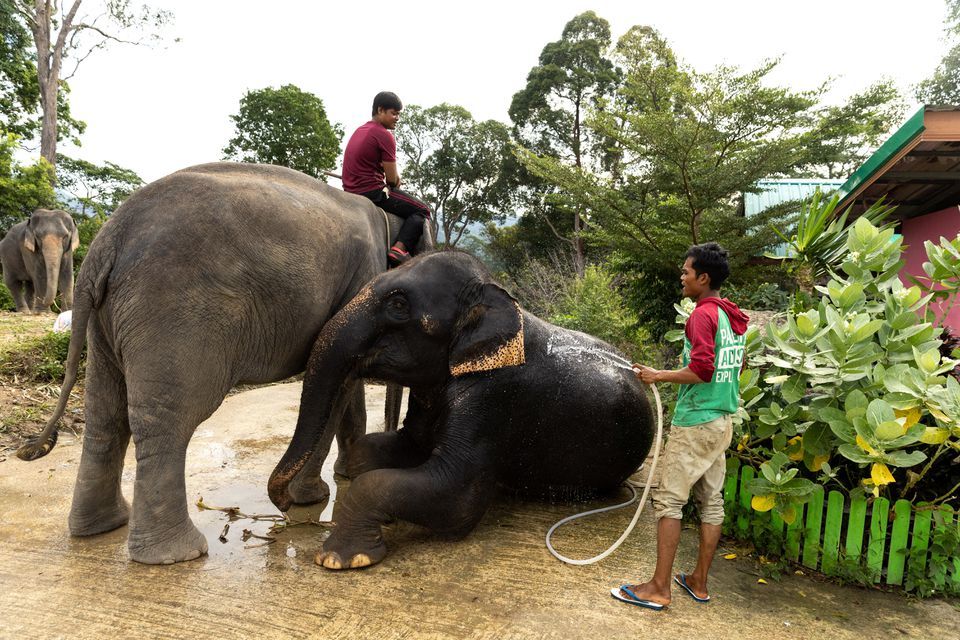 Thai elephant camp adds more jumbos as Chinese tourists return