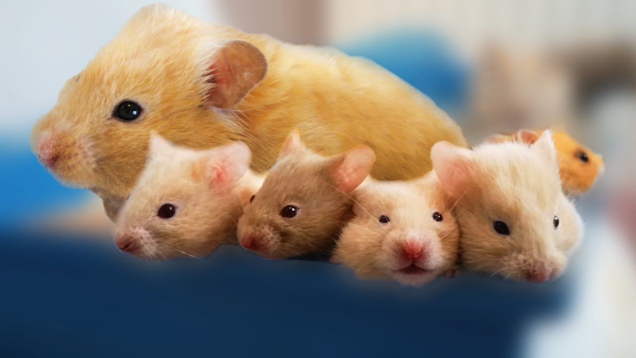 Hong Kong to lift year-long ban on hamster imports