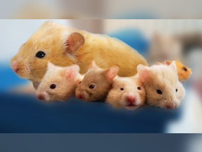 Hong Kong to lift year-long ban on hamster imports