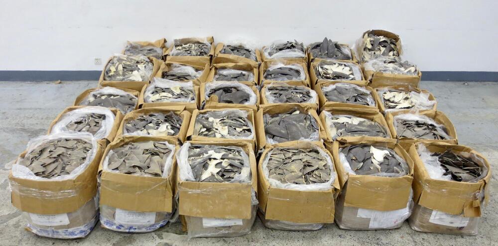 Customs seize over 1.2 tonnes dried shark fins at airport