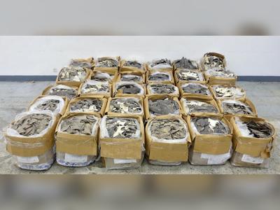 Customs seize over 1.2 tonnes dried shark fins at airport