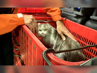 Three cats rescued from Sham Shui Po partition flat fire