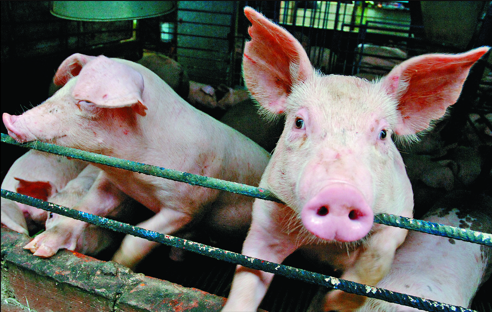 Pigs culled after fever alert