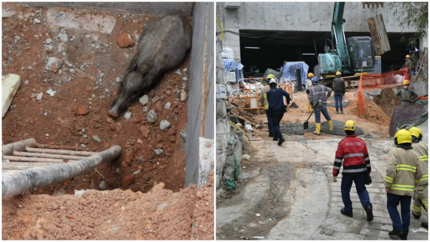 Injured boar taken away after slipping into a pit at the Peak