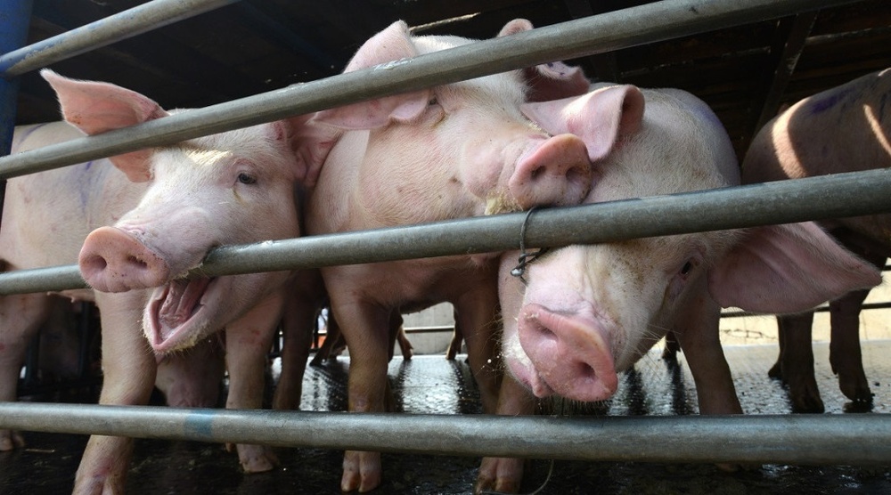 About 100 pigs at Sheung Shui culled for African swine fever