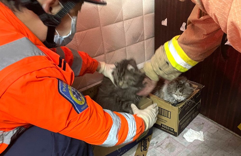 Three cats rescued from Sham Shui Po partition flat fire