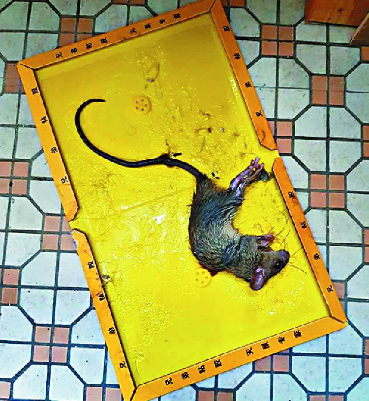 Wild animal-hurting rat traps to be curtailed