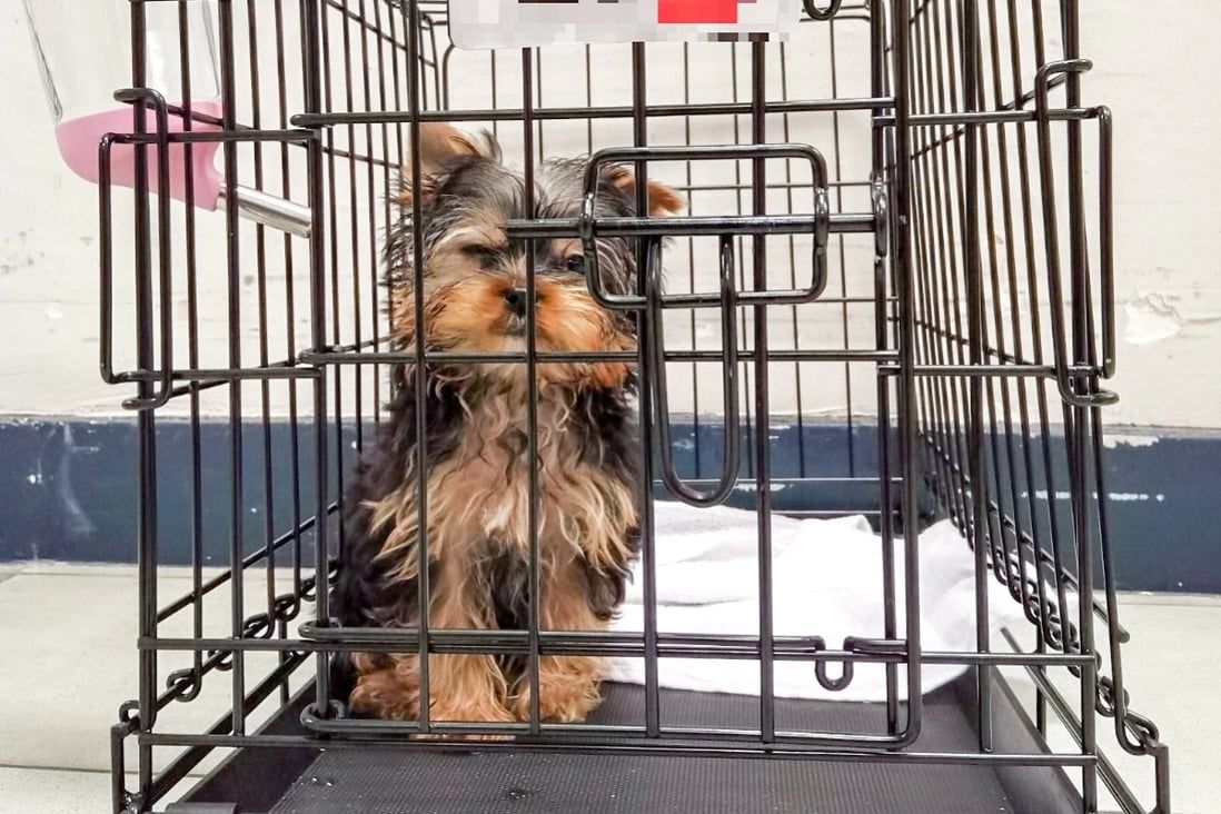 Hong Kong police arrest couple, find puppy worth HK$22,000 stolen from pet shop