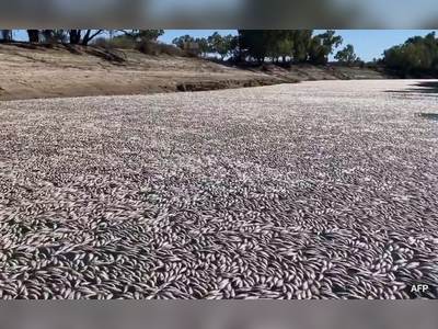 Millions Of Dead Fish Clog Australian River