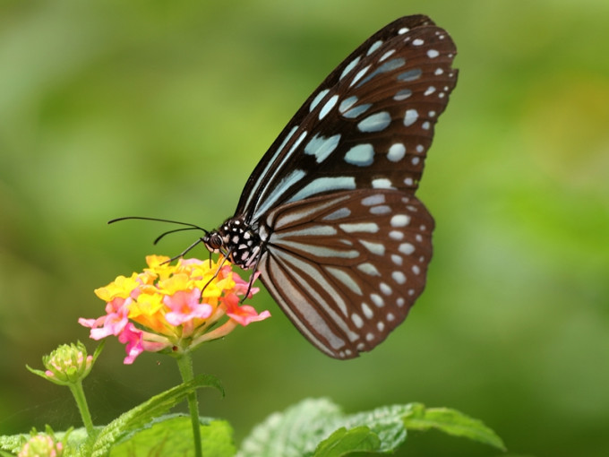 Fewer Danaid butterflies overwintering in Hong Kong: Green Power