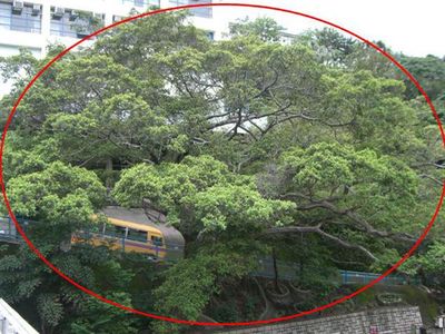 An Old and Valuable Tree in Wan Chai removed due to root rot